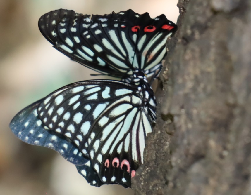 団地前のクヌギ_アカボシゴマダラのペアｰラブラブ昼下がりのデート-口づけして 2021年８月1日 13時25分頃 気温34度